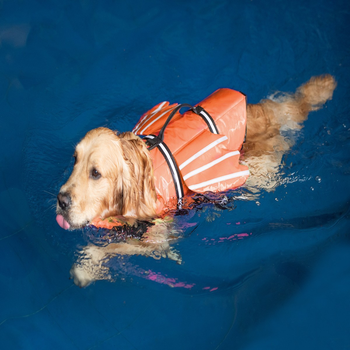 Kamizelka ratunkowa dla psów z – Life Jacket recenzja i cena